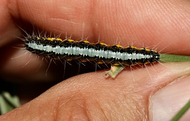 Bega della ginestra - Uresiphita gilvata